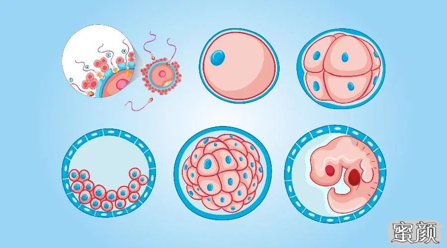優質胚胎選擇的三個條件,有效提高試管嬰兒成功率