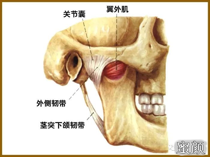 下颌韧带的介绍:下颌韧带(ml)位于下颌骨前1/3处,在下颌体下缘上方0