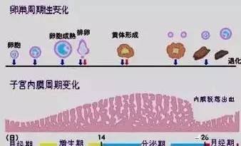 https://img.miyanlife.com/timg/170420/002P21007-2.jpg